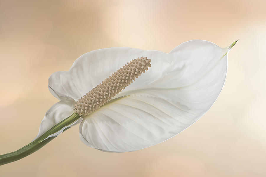 Lily Photograph - Peace Lily 3.1 by Patti Deters