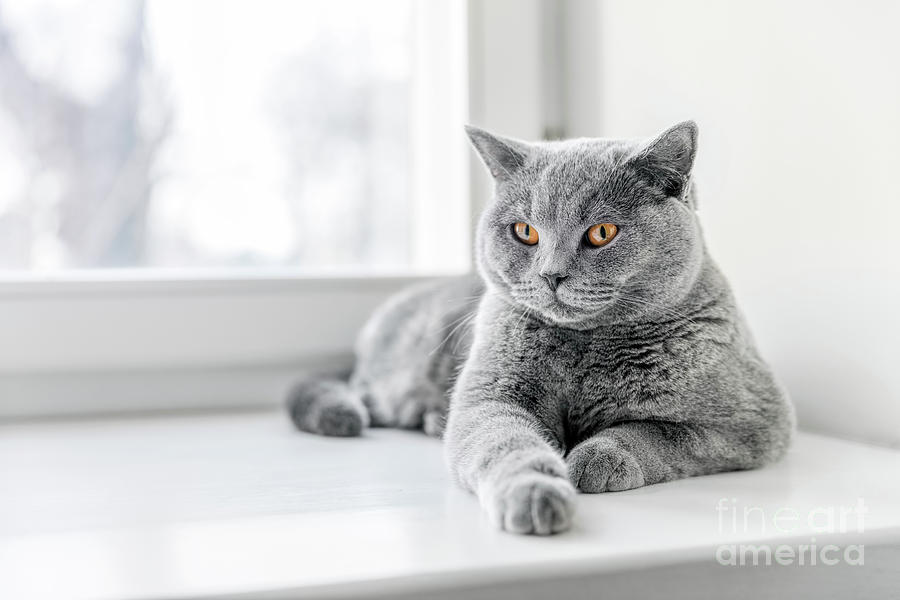 Noble proud cat lying on window sill. The British Shorthair #1 Photograph by Michal Bednarek