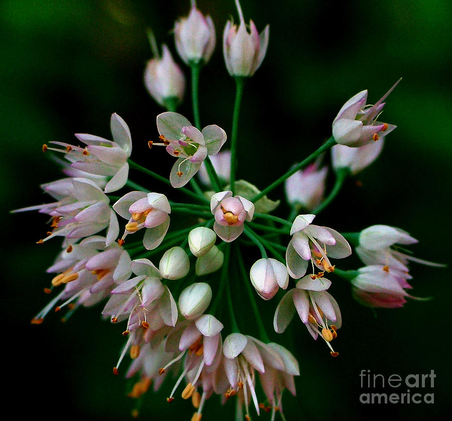 Nodding Onion #1 Photograph by Katie LaSalle-Lowery