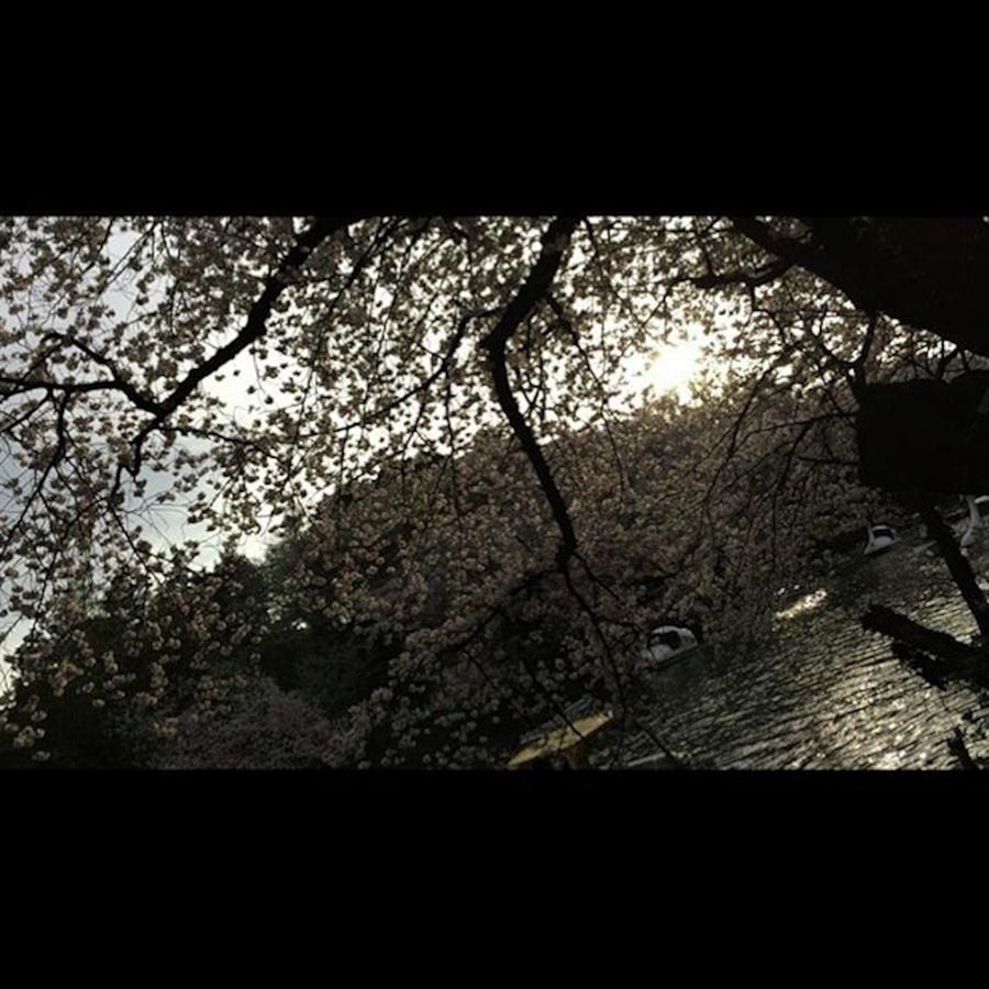 Spring Photograph - #nofilter#cherryblossom #parc #1 by Kazuki Fujita