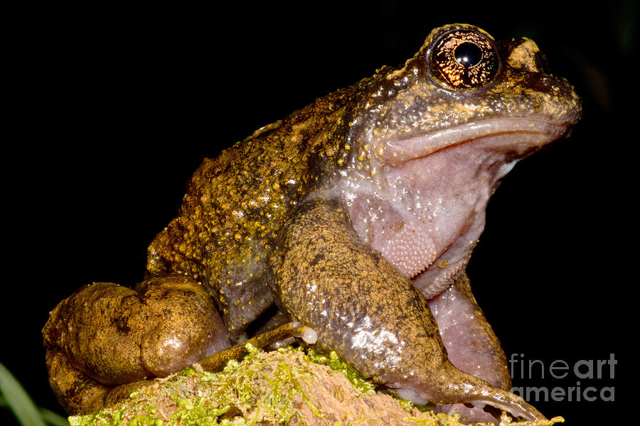 Noras Spiny Chest Frog #1 Photograph by Dant Fenolio