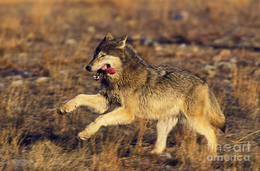 North American Gray Wolf Photograph by Gerard Lacz