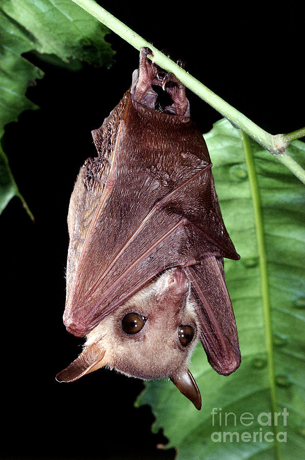 Northern Blossom Bat #1 Photograph by B. G. Thomson