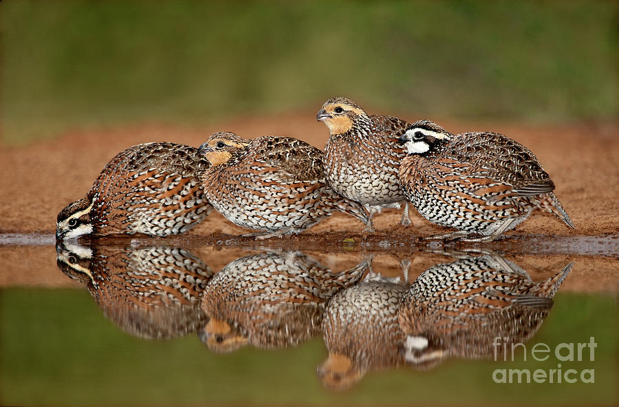Northern Bobwhites Colinus Virginianus Wild Texas #1 Photograph by Dave Welling