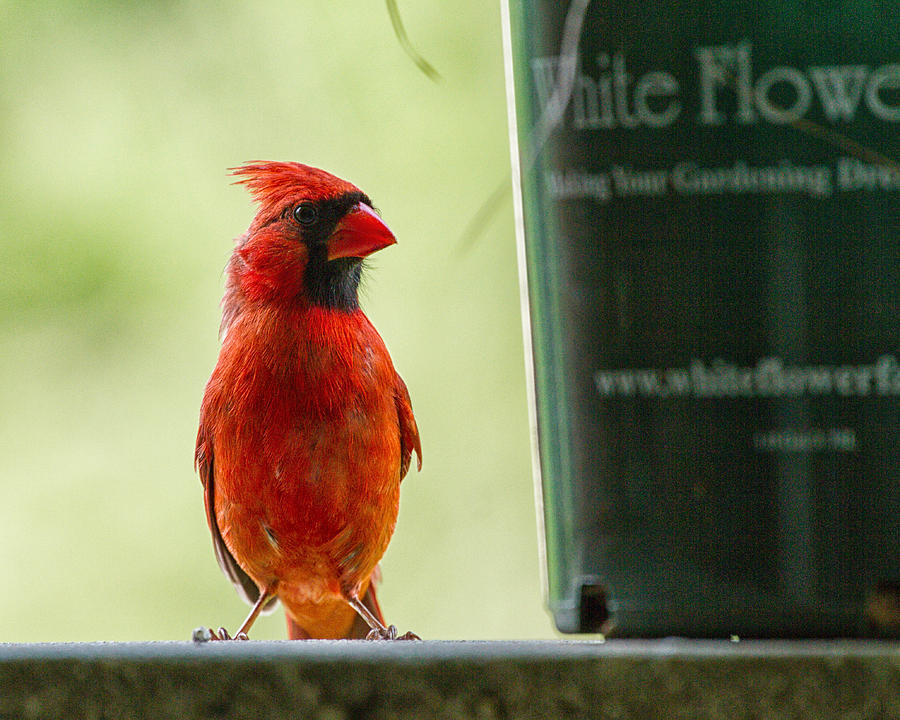 Northern Cardinal  #1 Photograph by Brian Caldwell