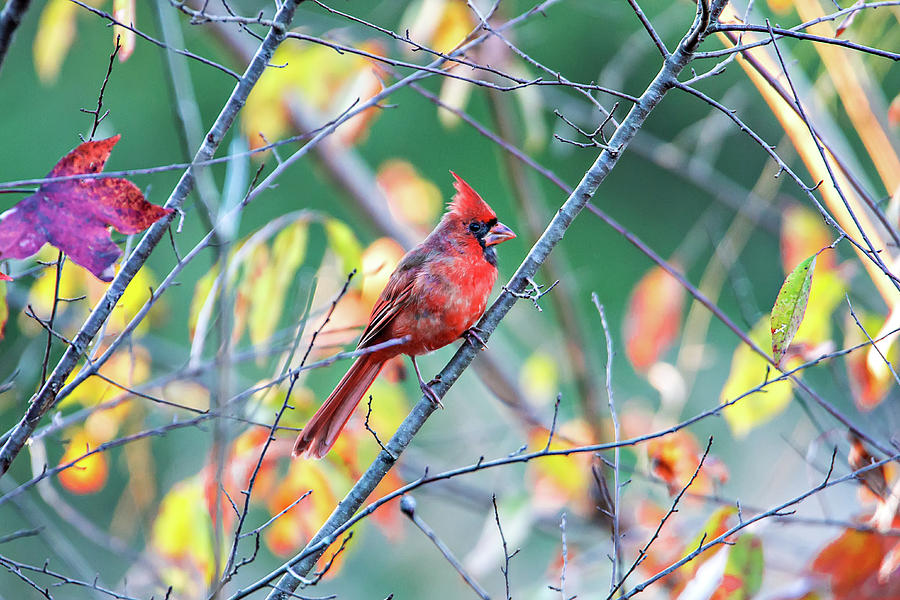 Northern Cardinal Cardinalis cardinalis perched on a branch #1 Photograph by Alex Grichenko