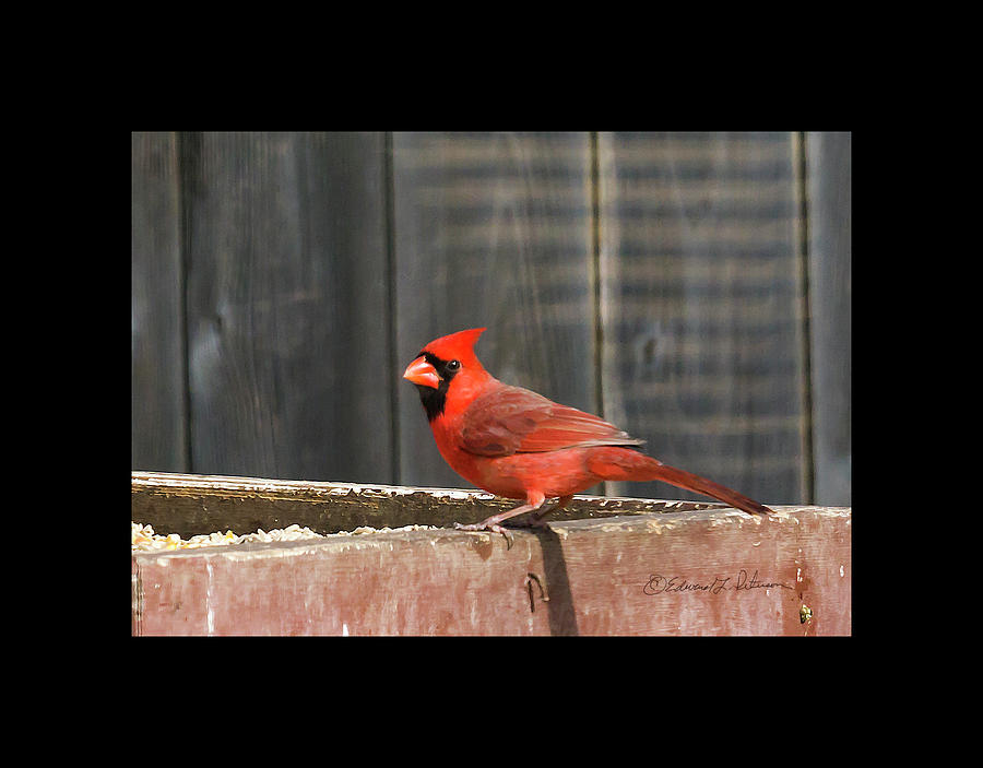 Northern Cardinal 2 Photograph by Ed Peterson