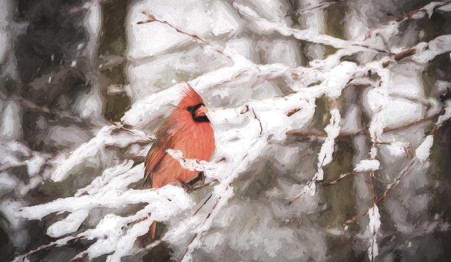 Northern Cardinal in Snow #1 Photograph by David Kay
