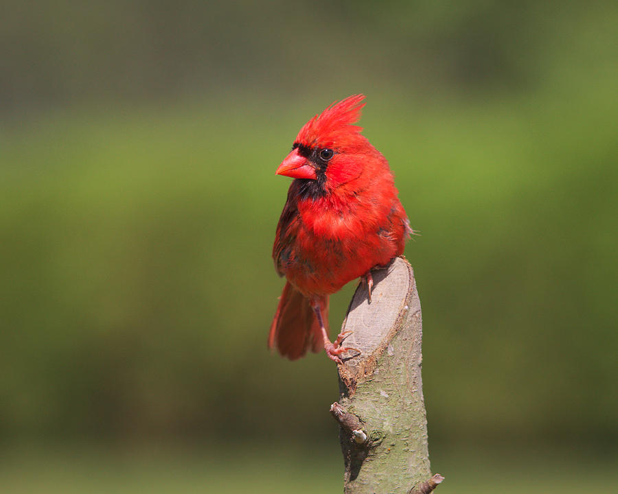 Red Photograph - Northern Cardinal by Kimberly Kotzian Red Photograph - Northern Cardinal by Kimberly Kotzian