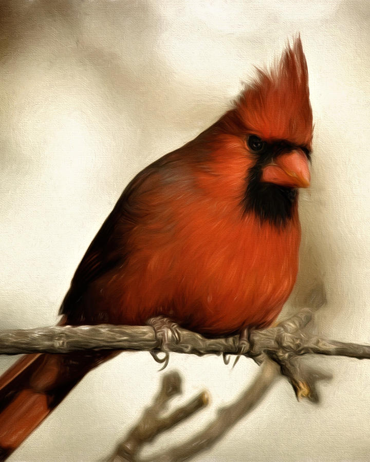 Animal Photograph - Northern Cardinal #2 by Lana Trussell
