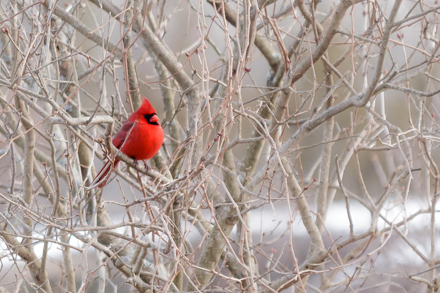Northern cardinal #1 Photograph by SAURAVphoto Online Store
