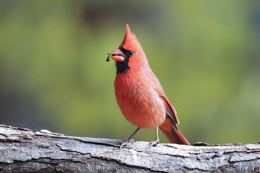 cardinal eating seeds