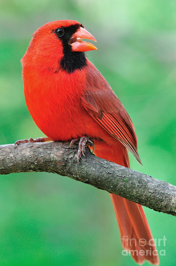 Northern Cardinal #1 Photograph by Thomas R Fletcher