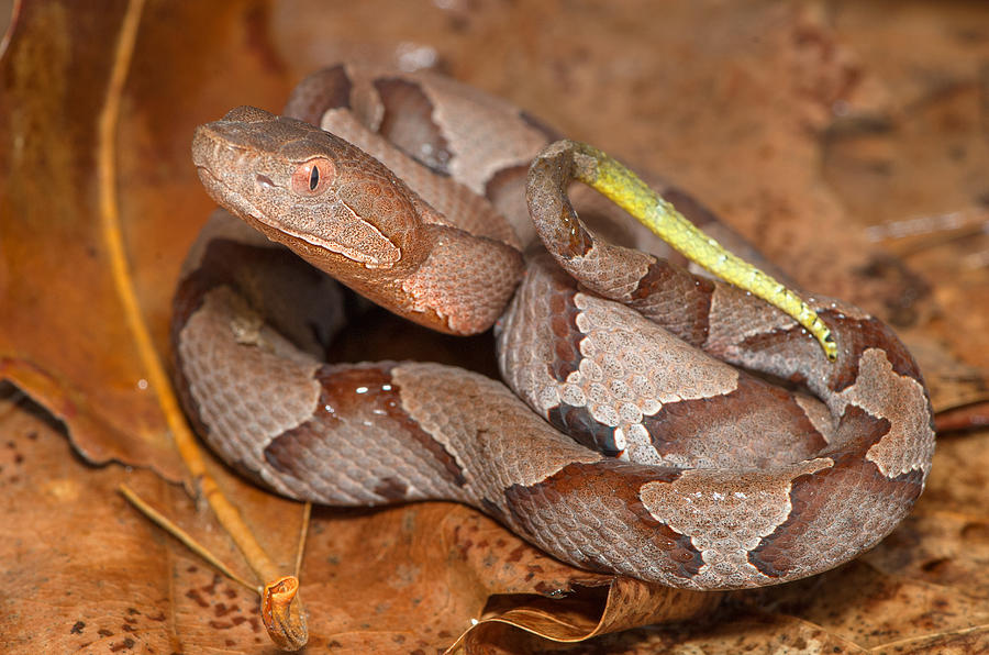 Northern Copperhead Photograph by Derek Thornton - Fine Art America