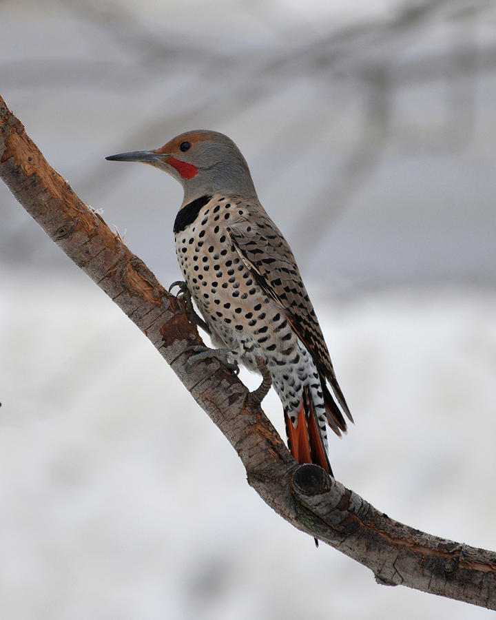 Northern Flicker #2 Photograph by Whispering Peaks Photography