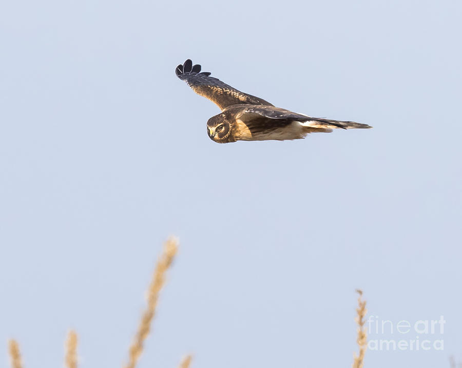 Canon Photograph - Northern Harrier by Ricky L Jones Canon Photograph - Northern Harrier by Ricky L Jones