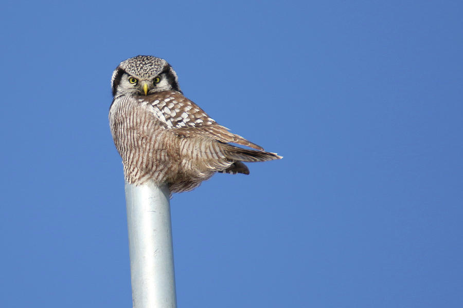 Northern Hawk Owl #1 Photograph by Brook Burling