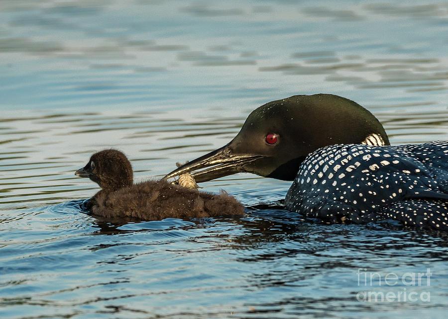 Northern Loon and Chick #1 Photograph by Craig Shaknis