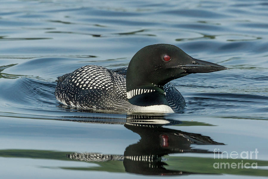 Northern Loon #2 Photograph by Craig Shaknis