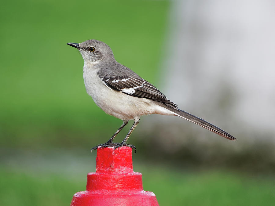 Northern Mockingbird In Profile Photograph