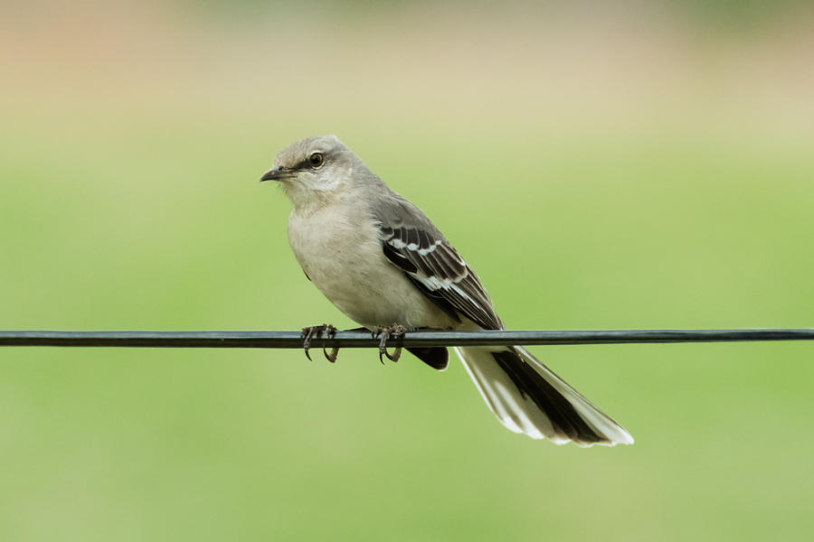 Northern Mockingbird  Photograph by Holden The Moment