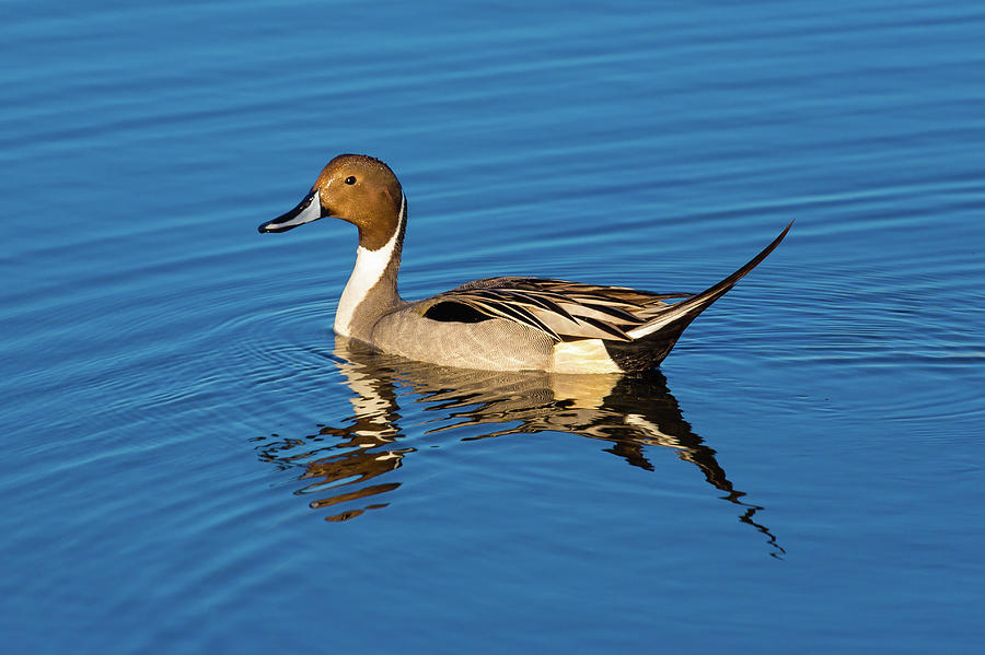 Duck Photograph - Northern Pintail #1 by Brian Knott Photography