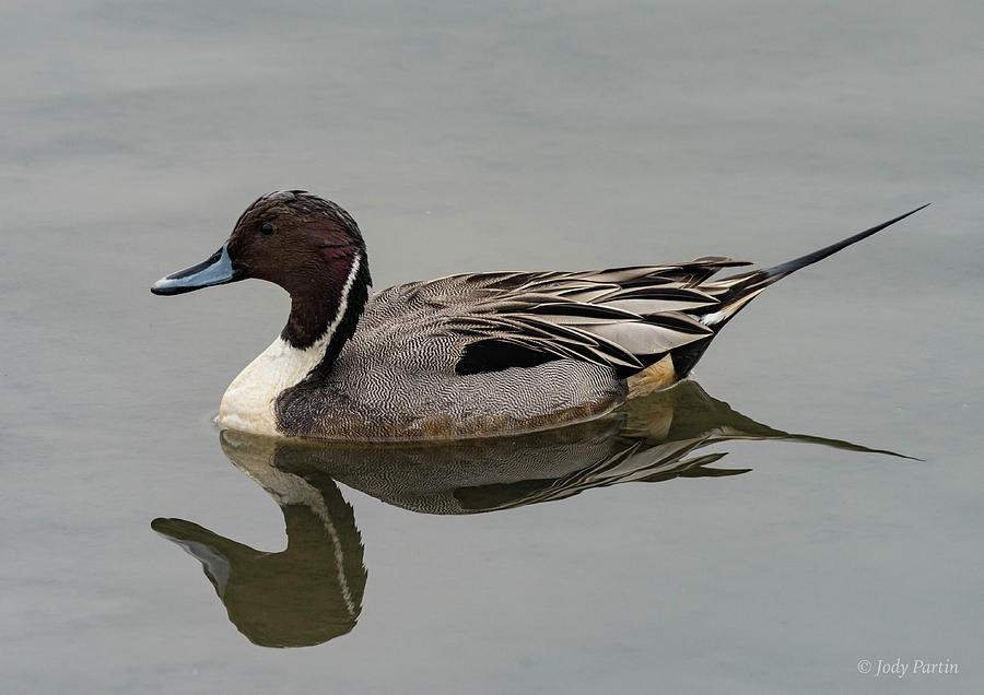 Northern Pintail #1 Photograph by Jody Partin
