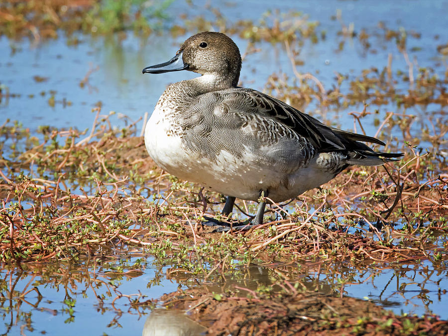 Northern Pintail Male #1 Photograph by Tam Ryan