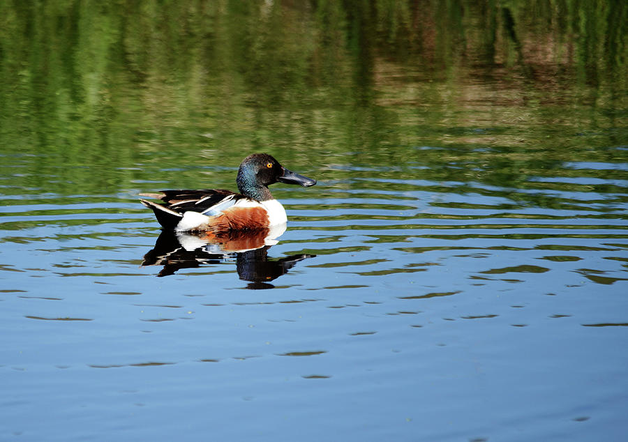 Duck Photograph - Northern Shoveler #1 by Whispering Peaks Photography
