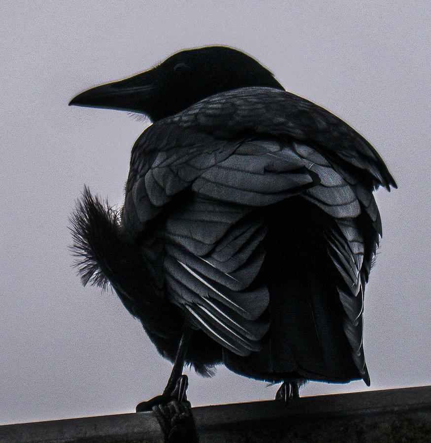 Northwestern Crow Photograph - Northwestern Crow #1 by Will LaVigne