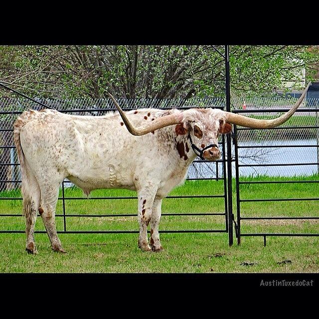 Cow Photograph - Nothing Like A Big #tough #texas #1 by Austin Tuxedo Cat