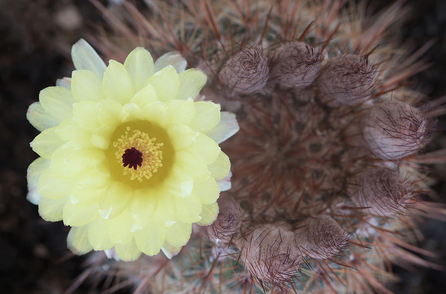 Notocactus Mammulosus Yellow Cactus flower Photograph by Michalakis Ppalis