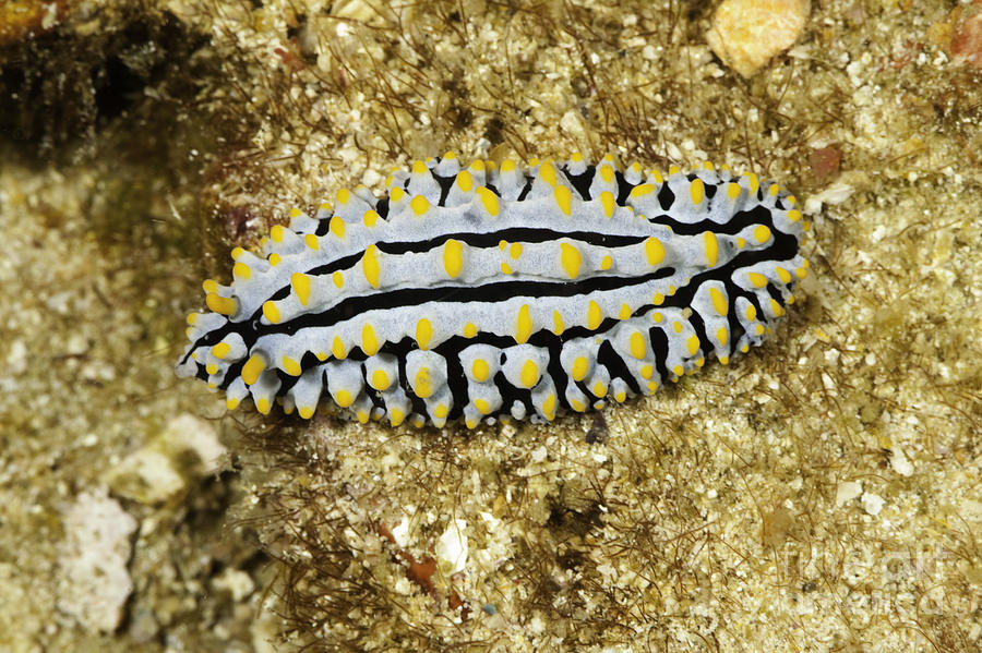 Nudibranch Phyllidia varicosa also known as - scrable egg slug #1 Photograph by Anthony Totah