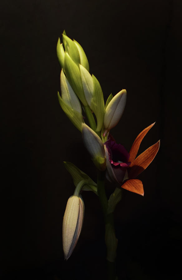 Nuns Hood Orchid - Phaius tancarvilleae #1 Photograph by Larah McElroy