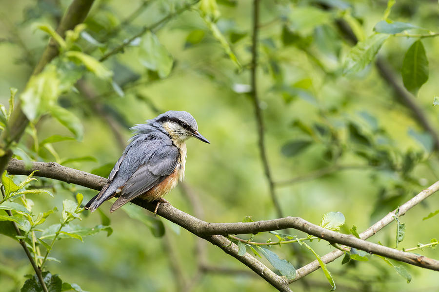 Nature Photograph - Nuthatch #1 by Chris Smith