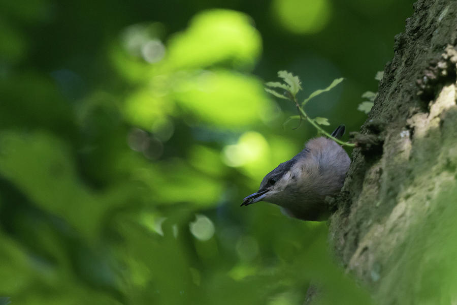 Nuthatch #1 Photograph by Wendy Cooper