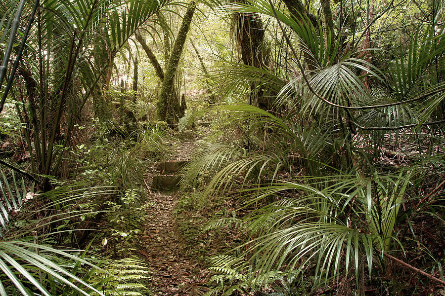 NZ Jungle #1 Photograph by Les Cunliffe