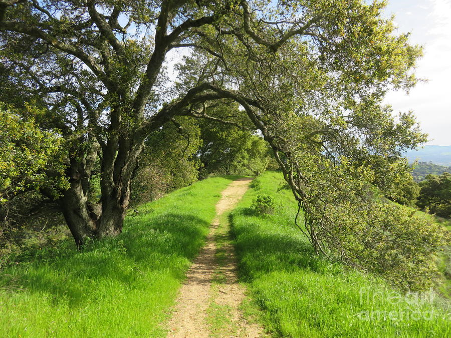 Nature Photograph - Oak Archway #1 by Suzanne Leonard