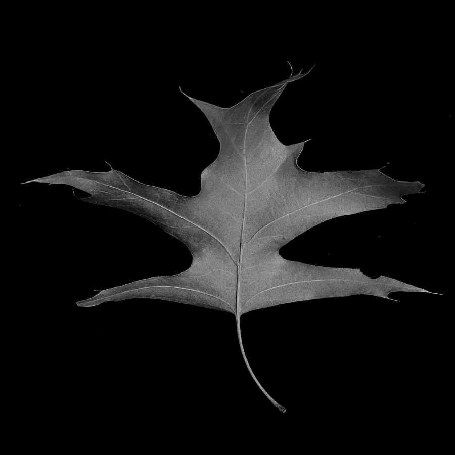Oak Leaf #1 Photograph by Stoney Stone