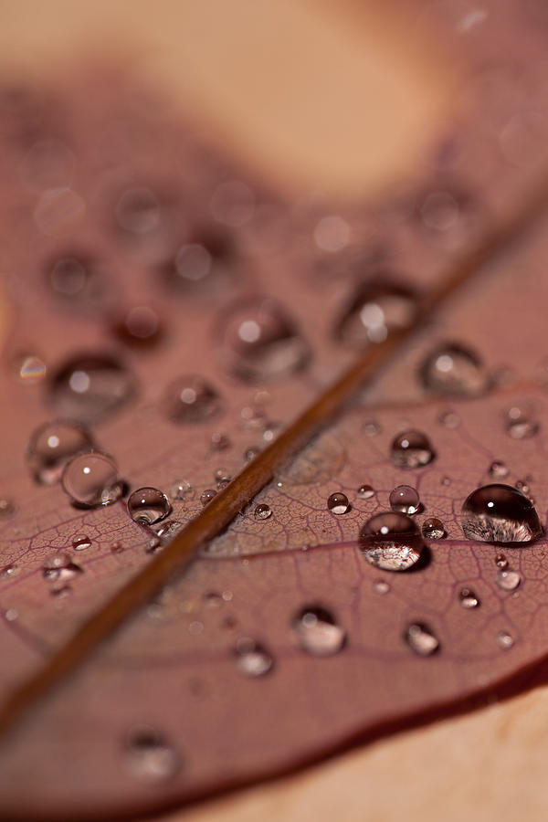 Oak Leaf Droplets #1 Photograph by Erin Cadigan