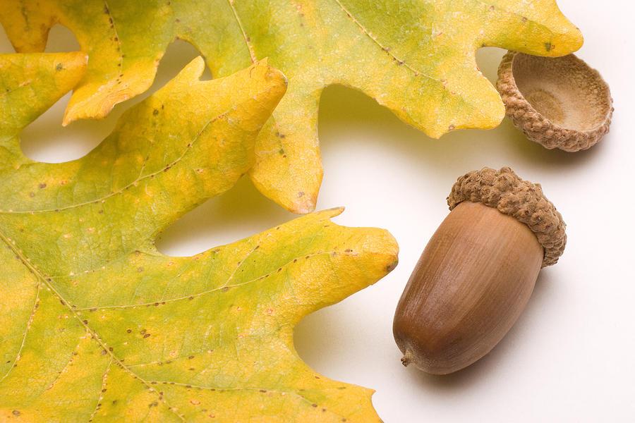 Oak Leaves and Acorns #1 Photograph by Douglas Pulsipher