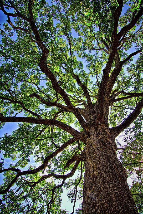 Oak Tree Abstract Photograph by Mark Chandler - Fine Art America