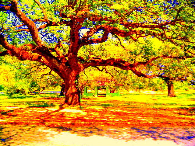 Oak Tree City Park #1 Photograph by Ted Hebbler