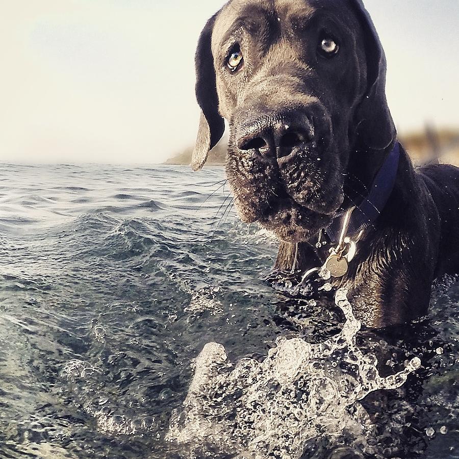 Dog Photograph - Ocean #1 by Seven Pictures
