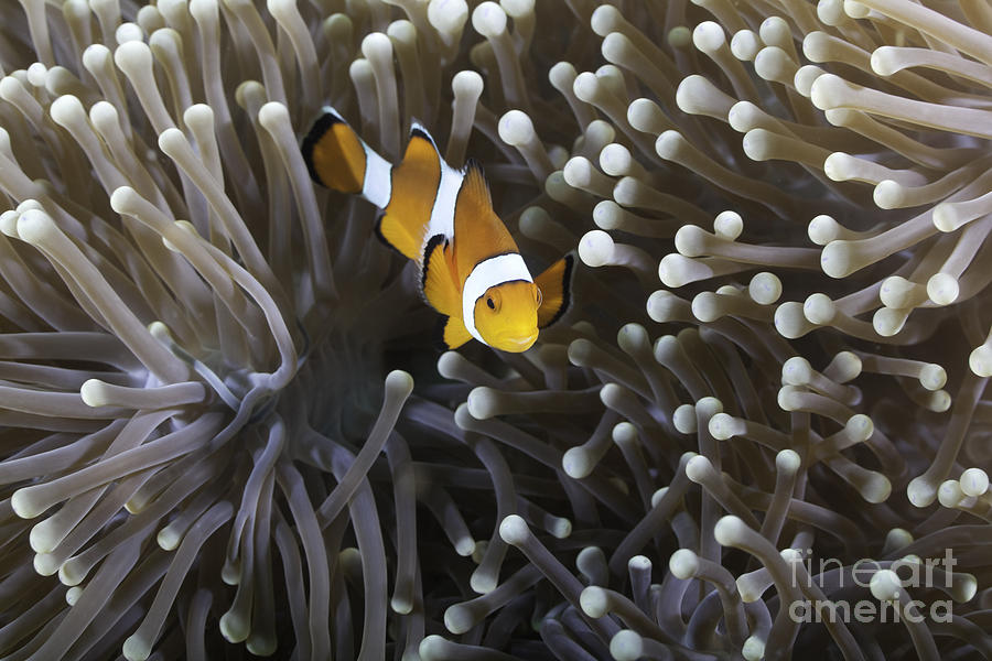 Ocellaris clownfish - Amphiprion ocellaris #1 Photograph by Anthony Totah
