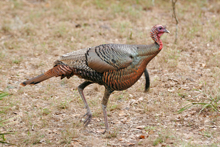 Oceola Turkey #1 Photograph by John Harmon