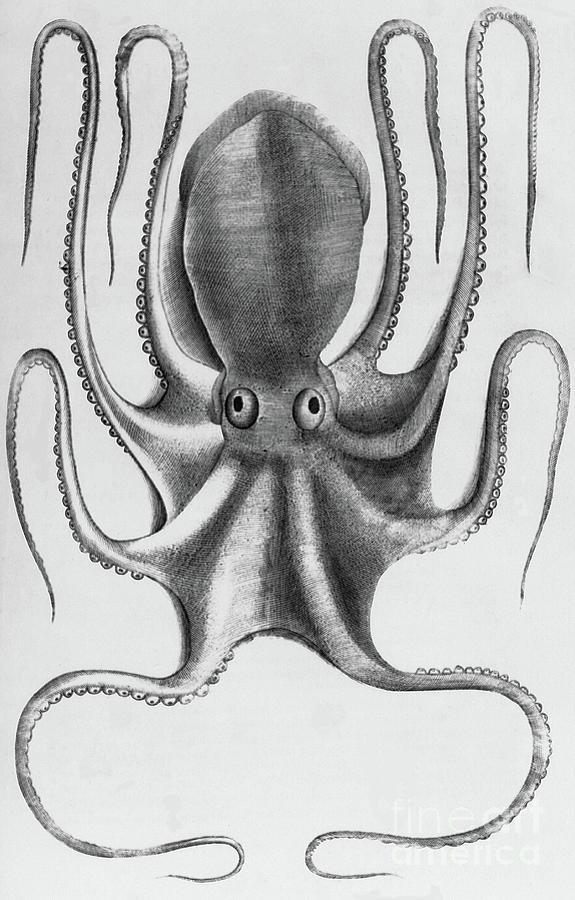 Octopus Drawing by Antonio Lafreri