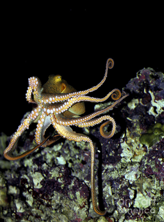Octopus Octopus Cyanea #1 Photograph by Gerard Lacz