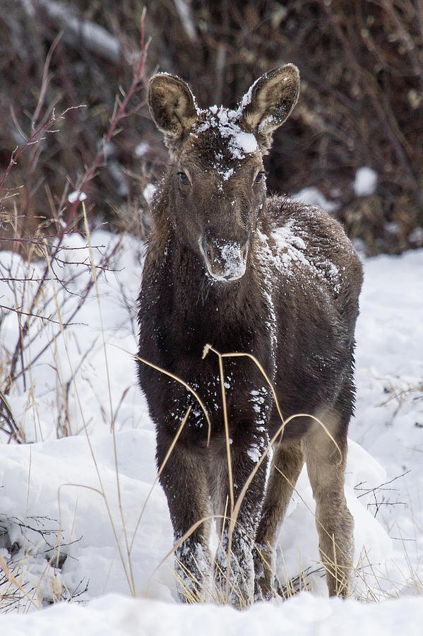 Grand Teton National Park Photograph - Oh Baby #1 by Sandy Sisti