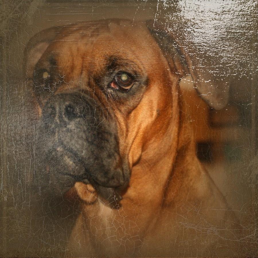 Oil Painting Boxer Dog Collection Digital Art By Sabrina Mejias Pixels   1 Oil Painting Boxer Dog Collection Sabrina Mejias 